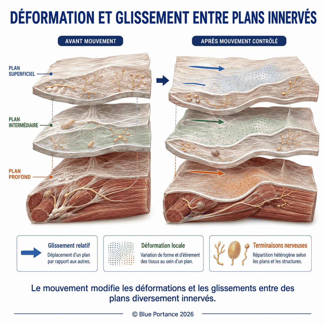 Plans conjonctifs superposés qui glissent et se déforment lors d'un mouvement en sollicitant des terminaisons nerveuses.