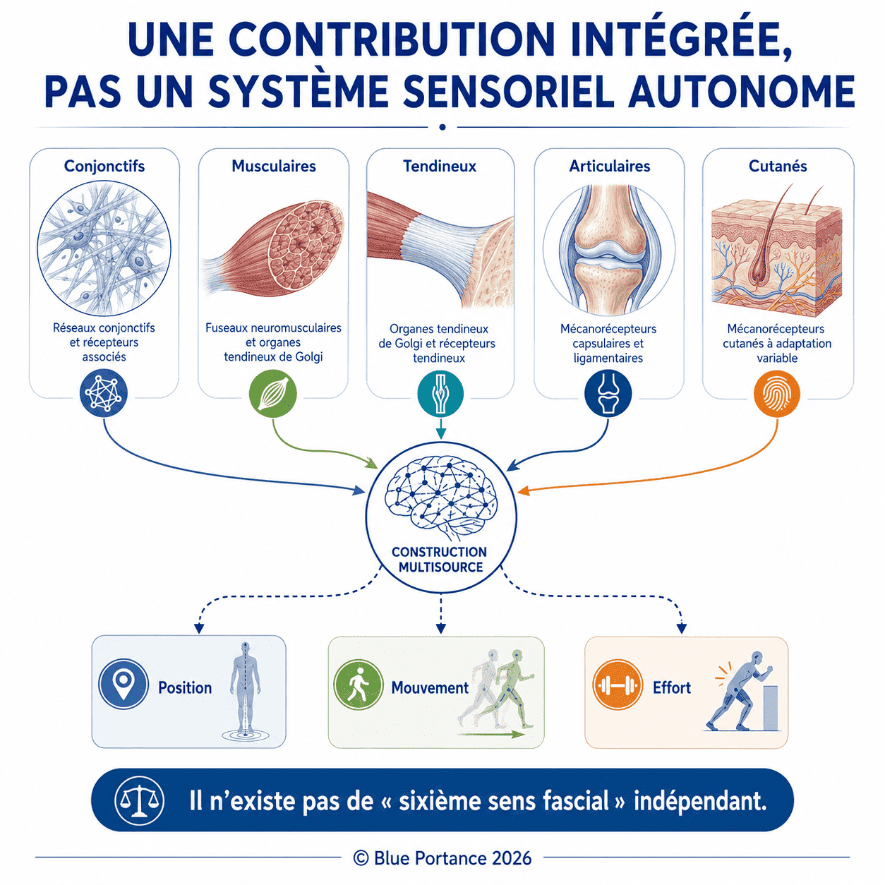 Afférences conjonctives, musculaires, tendineuses, articulaires et cutanées convergent vers une intégration commune.