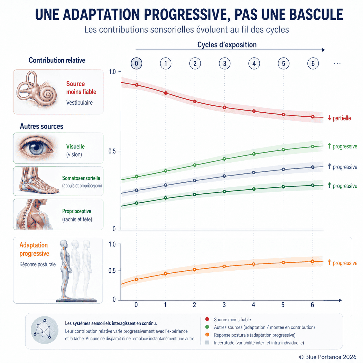 Évolution progressive des poids sensoriels sur plusieurs cycles d'exposition à une modification de fiabilité.