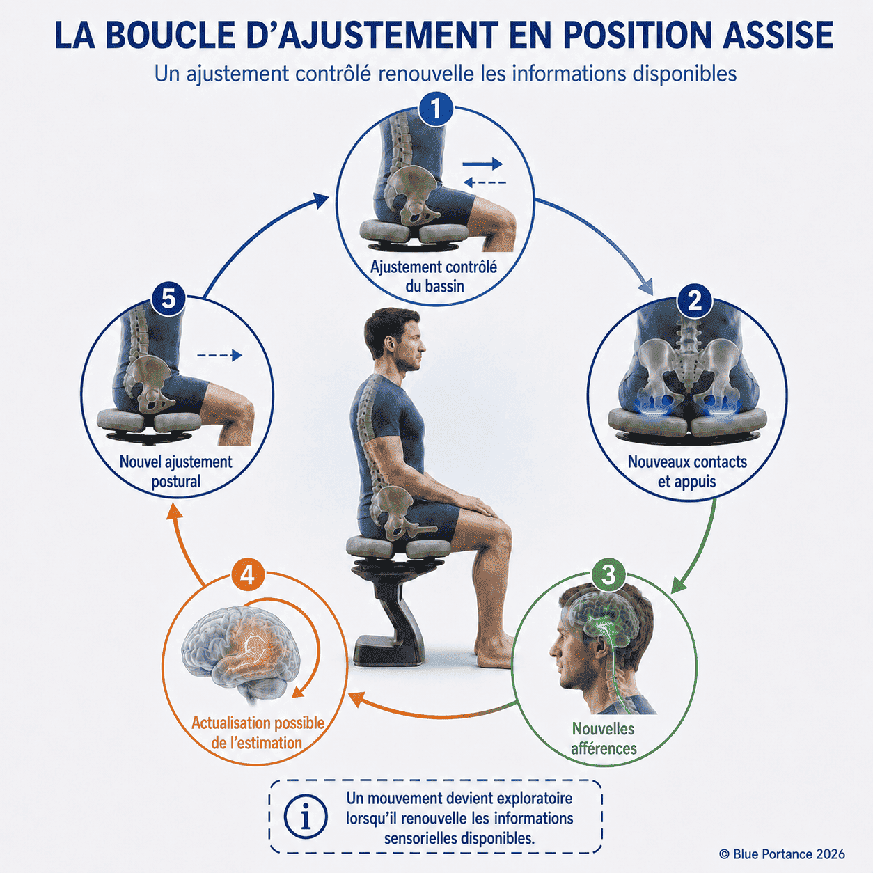 Ajustement contrôlé du bassin, nouveaux contacts, nouvelles afférences, actualisation possible et ajustement suivant.